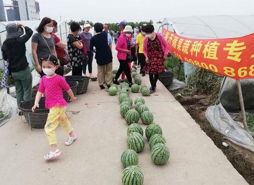 专业吃瓜比赛