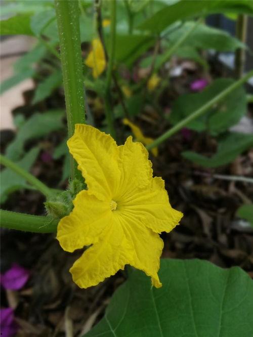 吃瓜就别赏花,品味生活，别让赏花成空谈